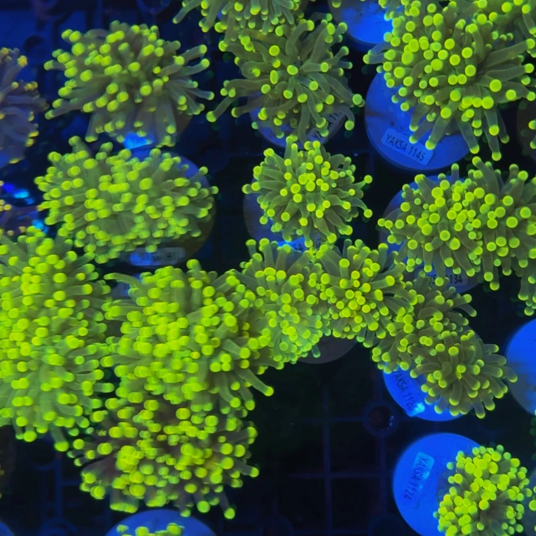 飞***肉纽扣珊瑚蓝杆火柴加富士