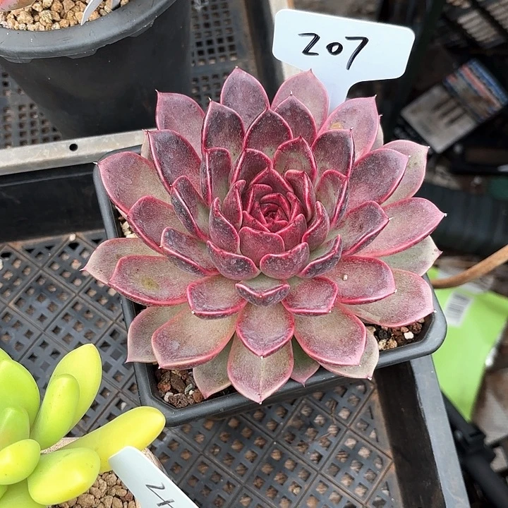 多肉植物，东云杂207号
