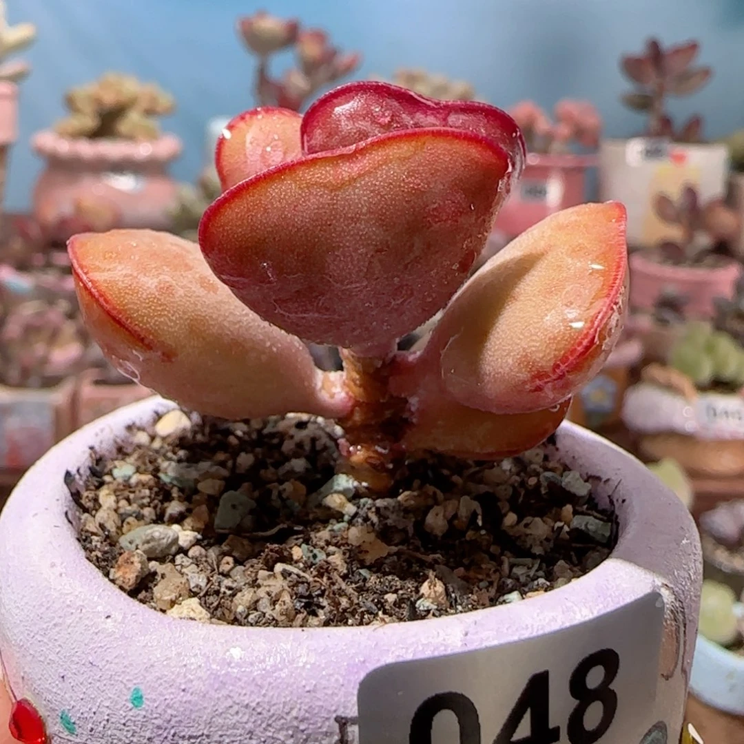 爱心水泡盆口  5cm