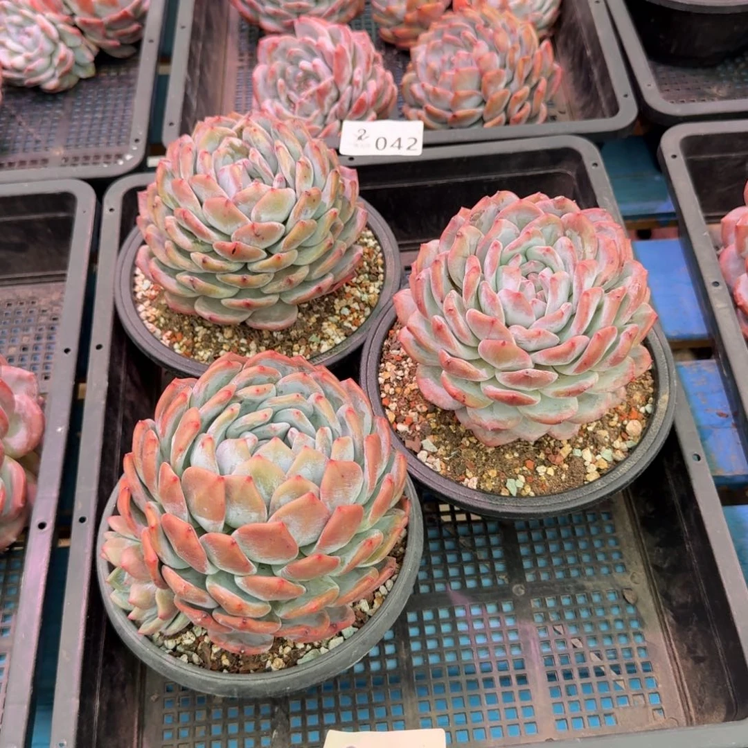 163号橙梦露3颗包邮