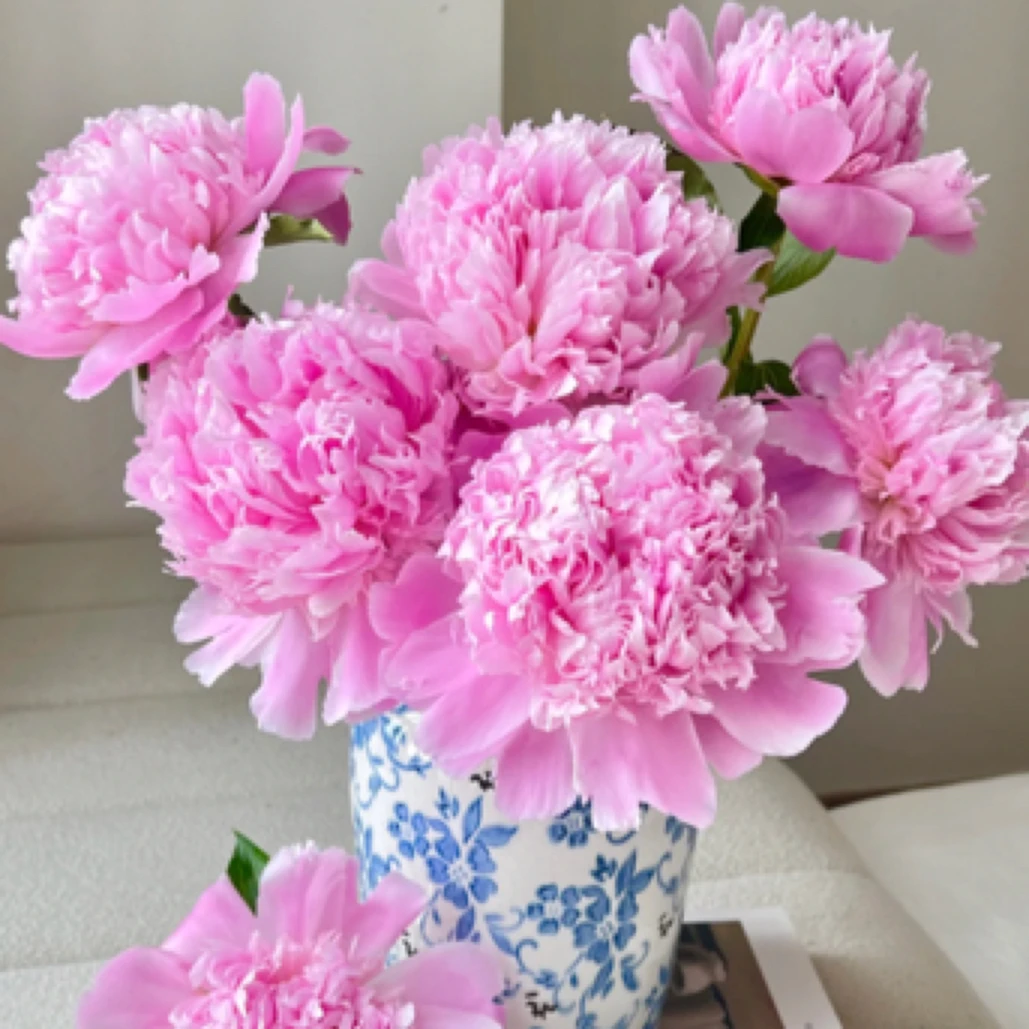 芍药沙拉红和粉 常州新北区汉江路周边配送