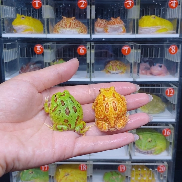 角蛙恭喜发财大吉大利