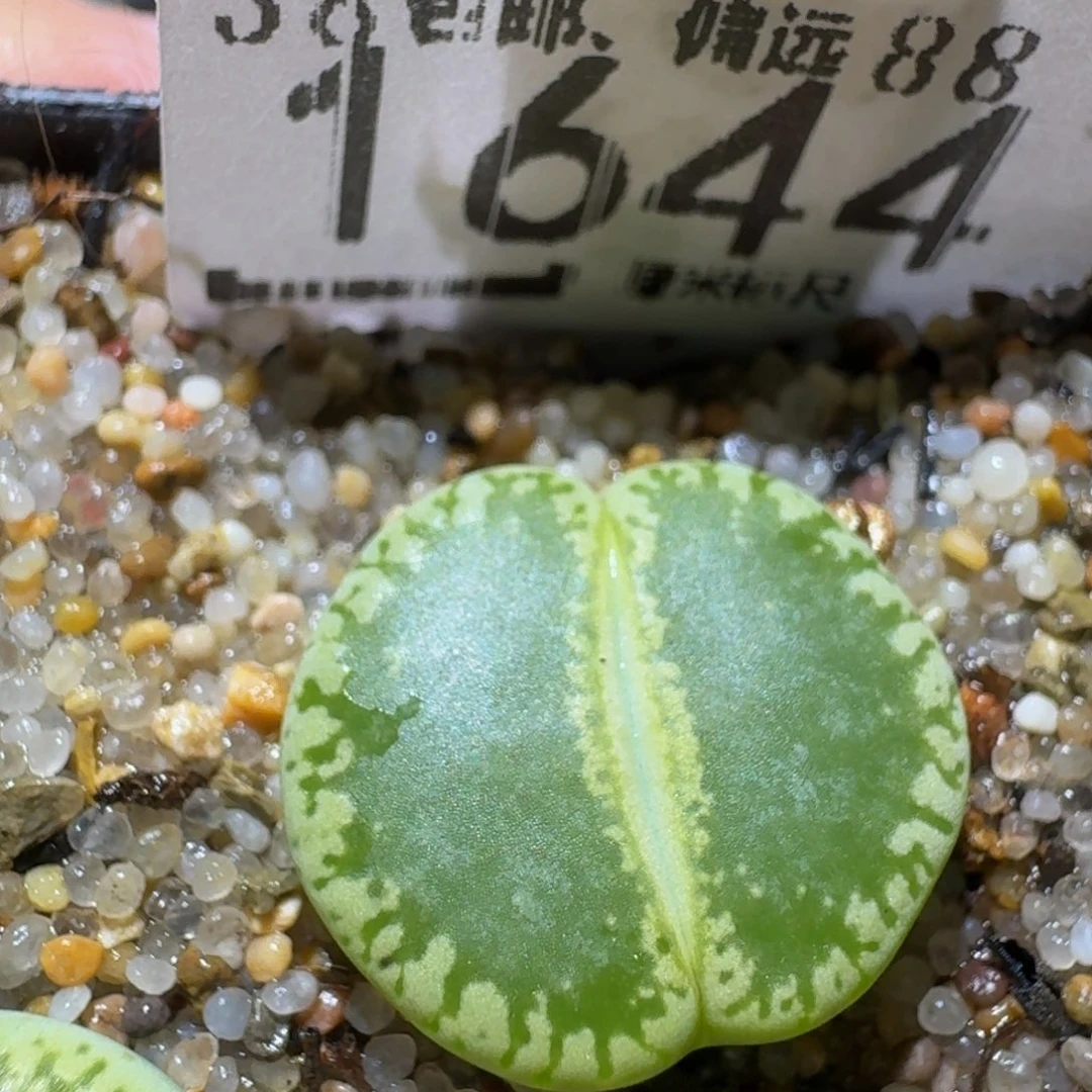 Ssss精品生石花1644