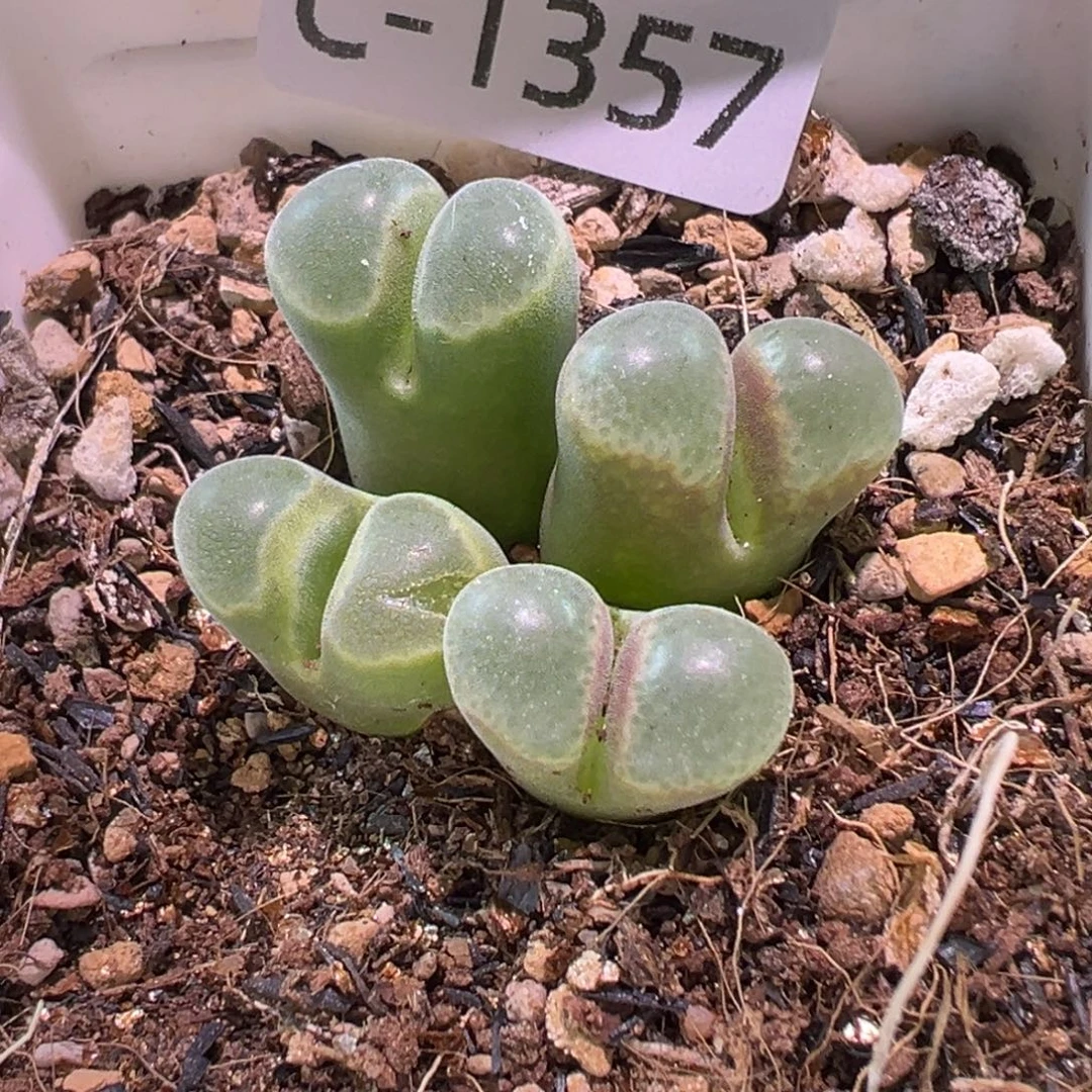 多肉植物111111111111111