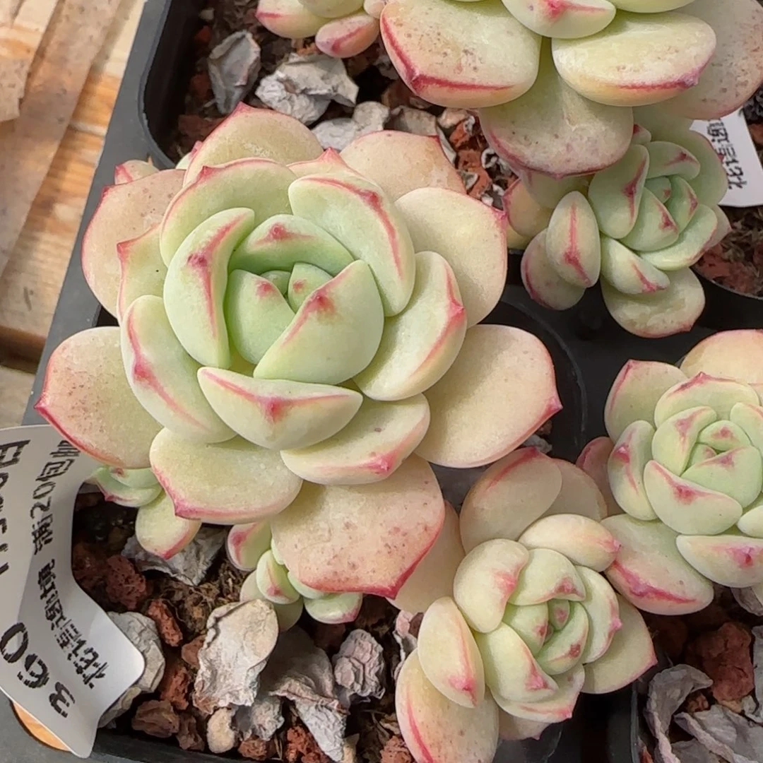 花语逸镜0130-360