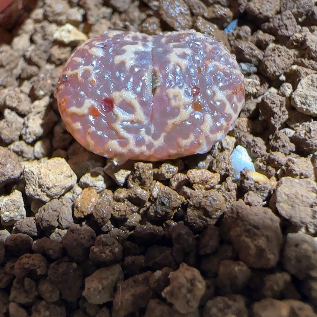 肉锥多肉植物组合-超级泡泡勋528