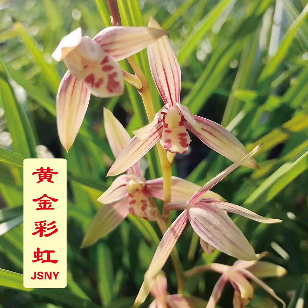 带花剑-黄金彩虹 【建兰经典】[花香清新 叶带金边叶艺 容易复花]