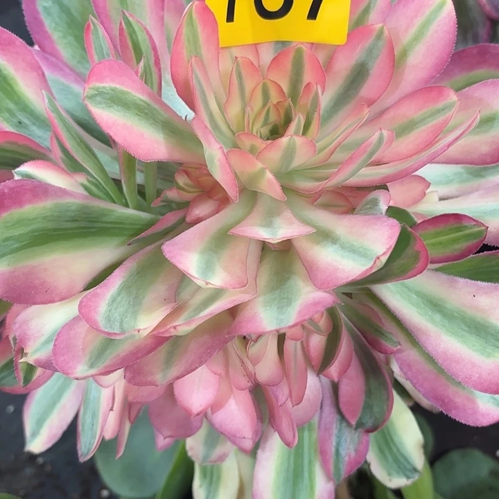 多肉植物花样年华767