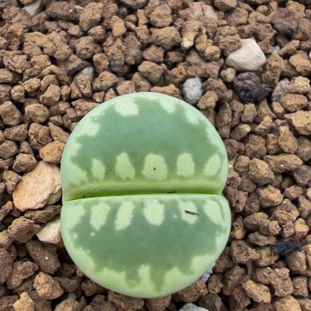 180多肉植物百科植物