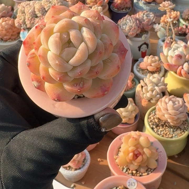 吴*茹497多肉含盆土 30元包邮 除偏远