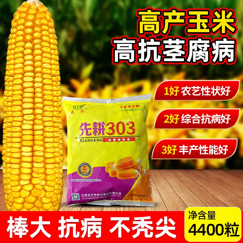 大华种业【先耕303】高抗 抗高温 抗茎腐病高产玉米种