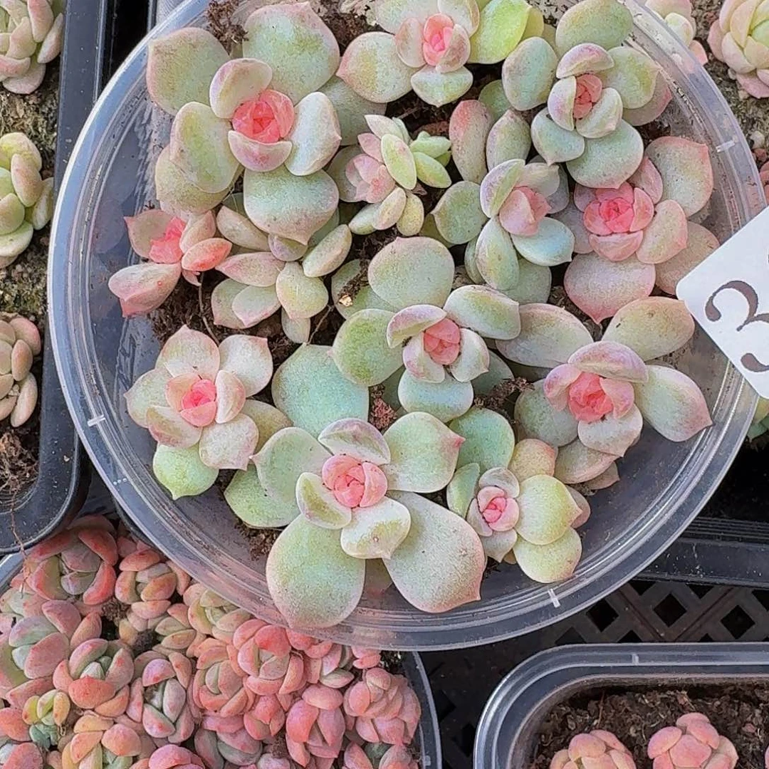 多肉植物多肉植物396