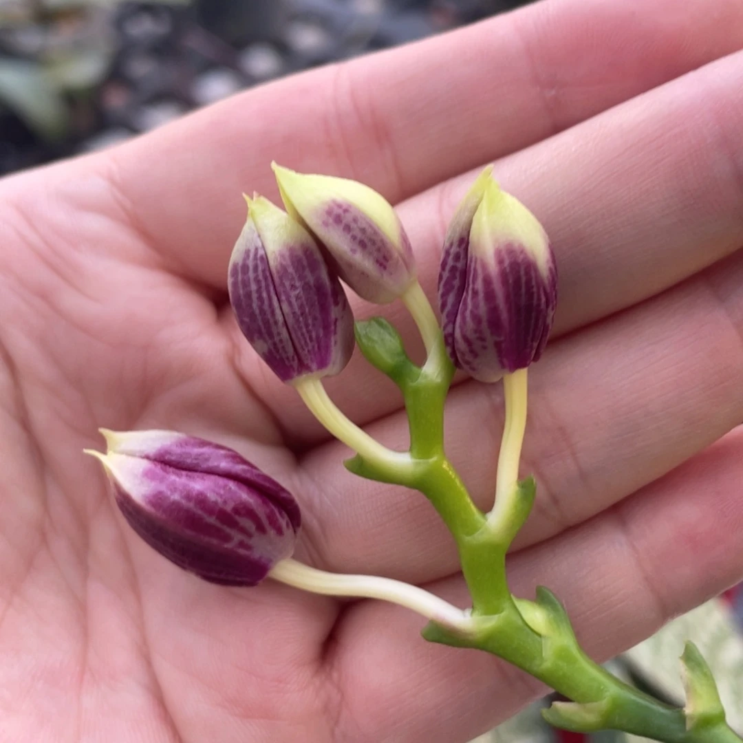 全部花苞yc41花苞