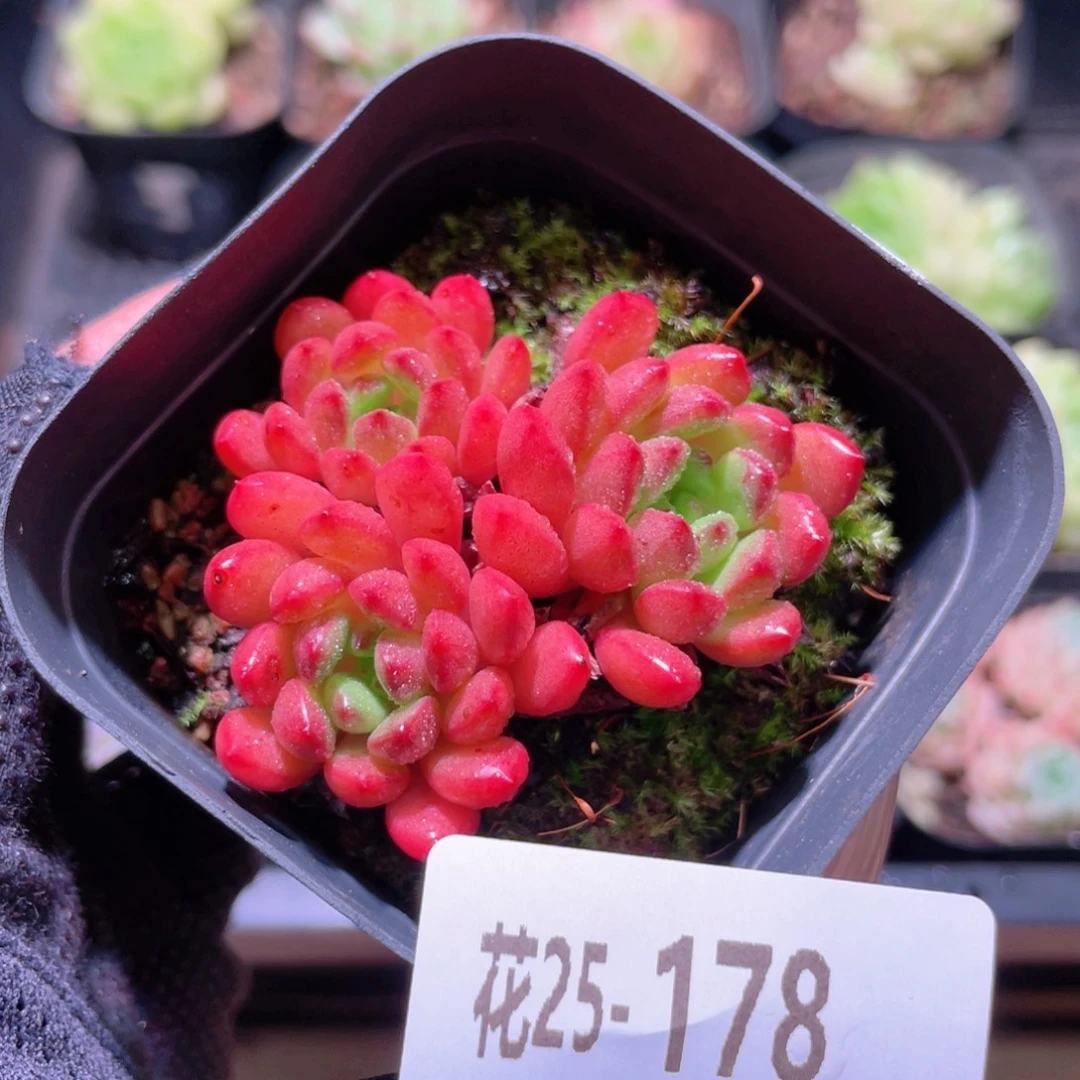 花利美25-178红宝石