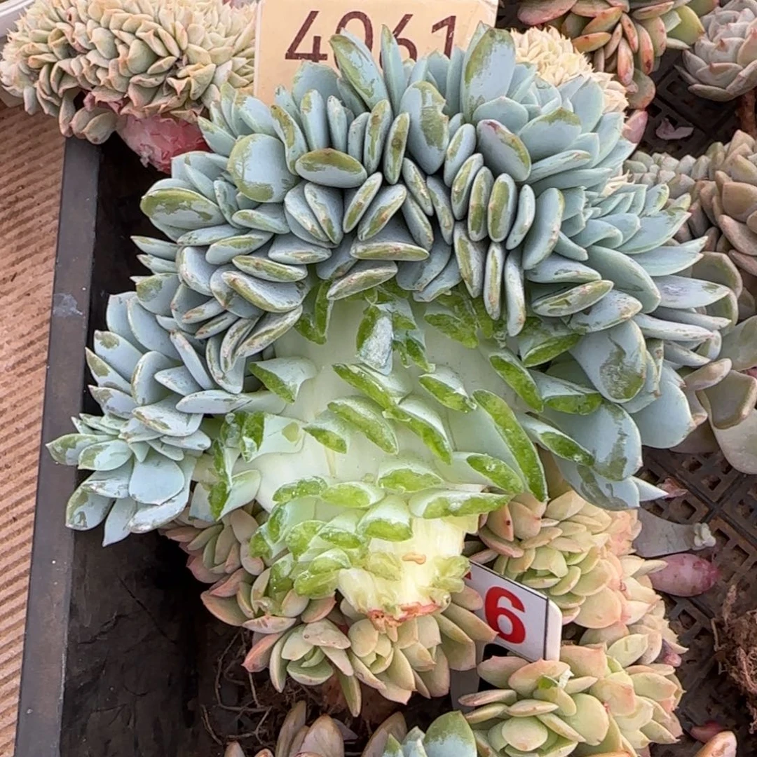 ****的4061。    凤橙缀多肉