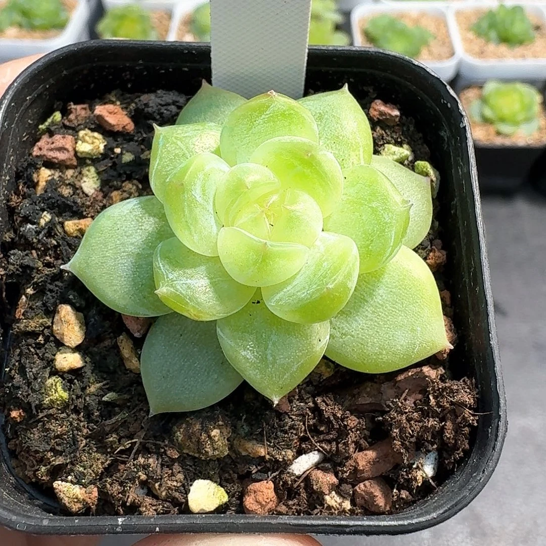 806号单头玄姬多肉8888