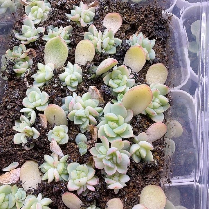 绿琉璃随机单头一颗2cm