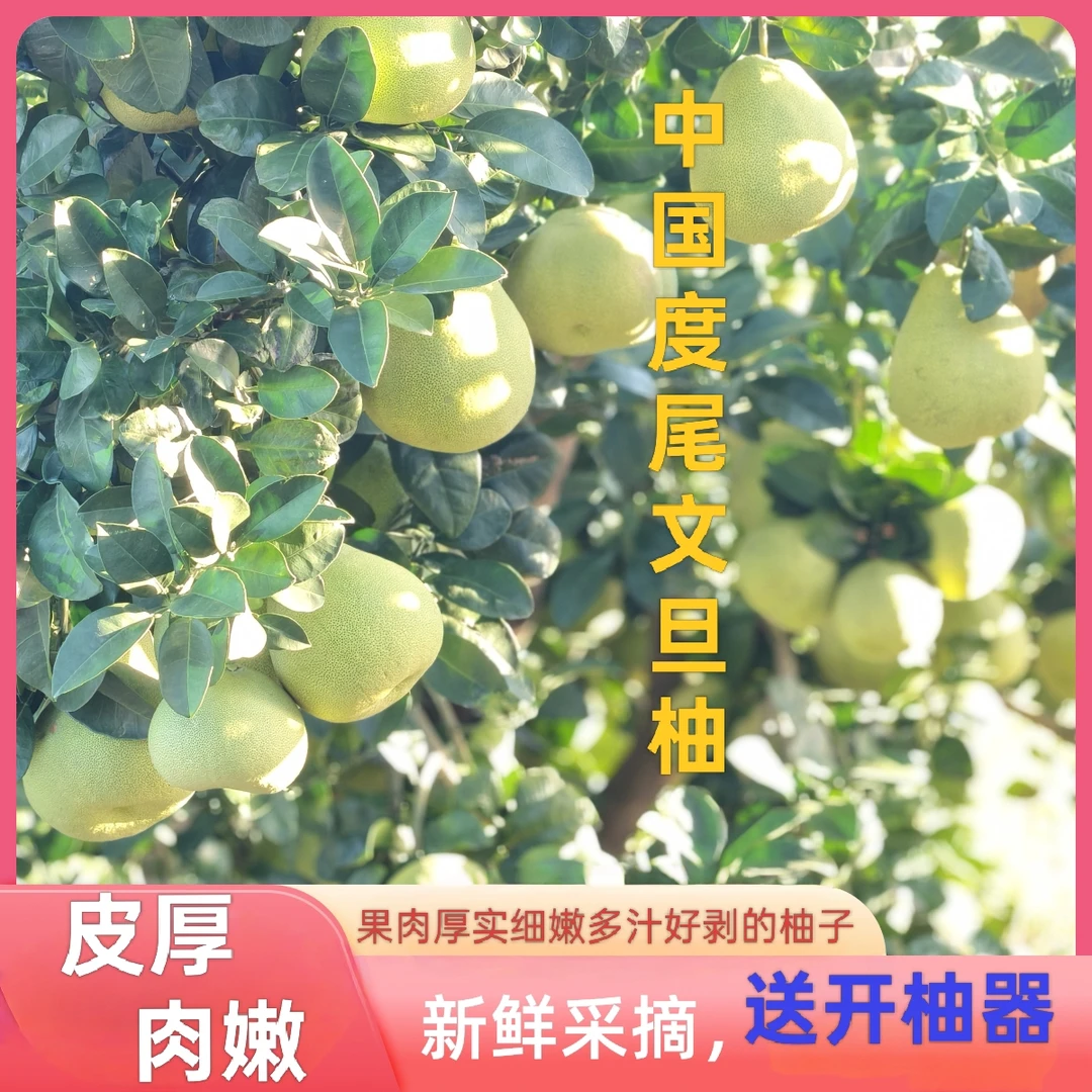 正宗仙游度尾红心文旦柚老树精品礼果果园直发现摘新鲜孕妇水果