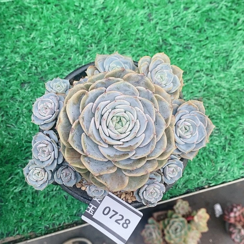 【闪购商品】杂0728