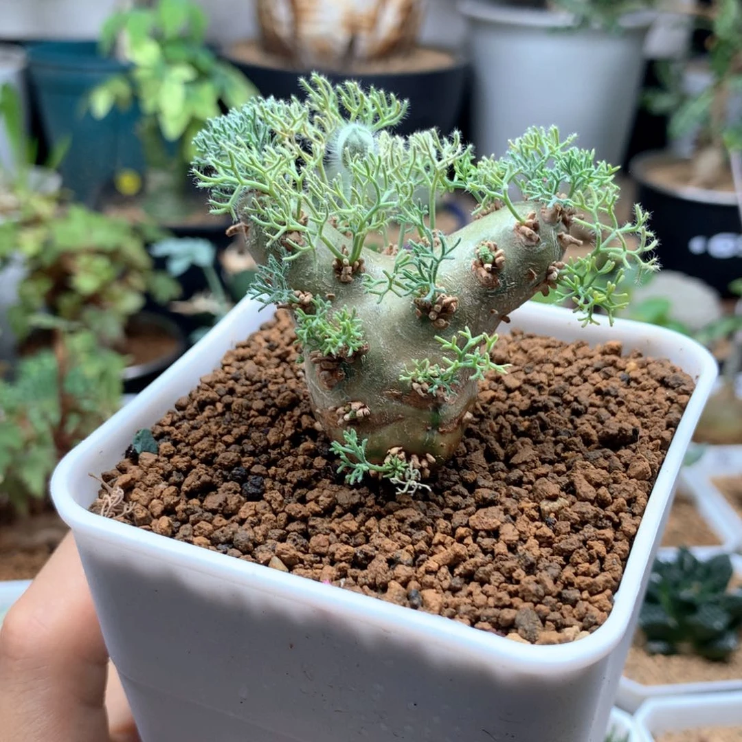 白皮月界带盆多肉