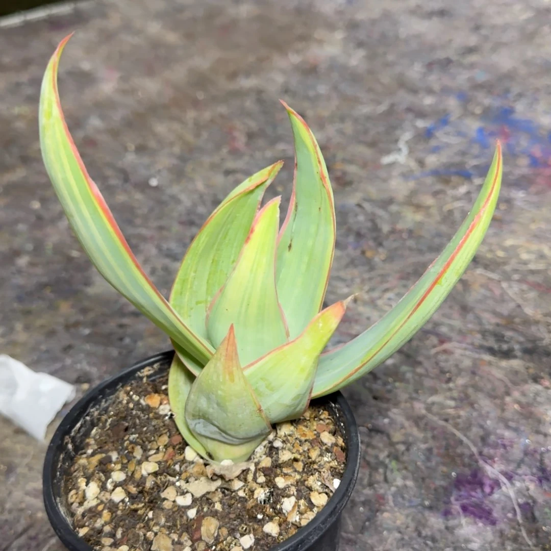 植****7银芳锦锦一物一拍多肉植物