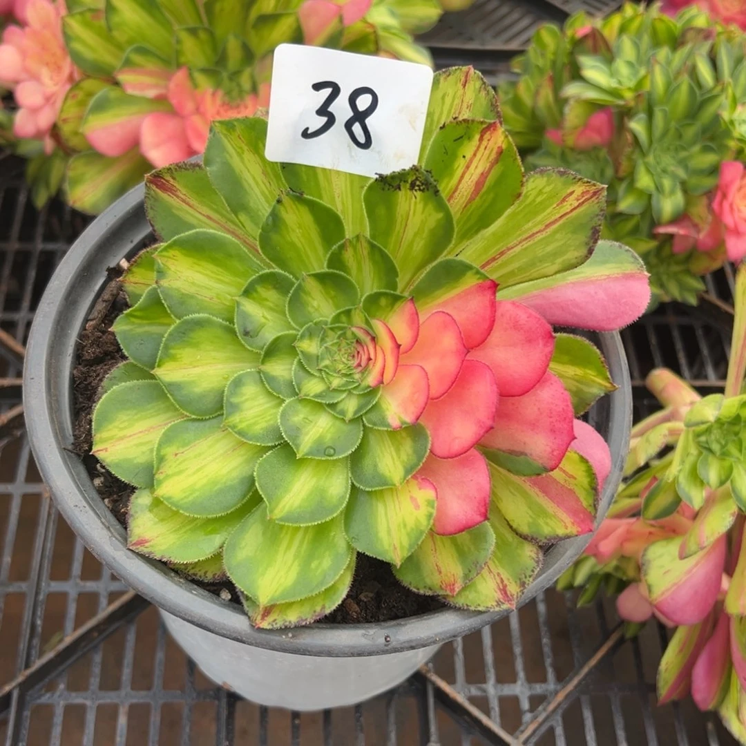 精品多肉植物038