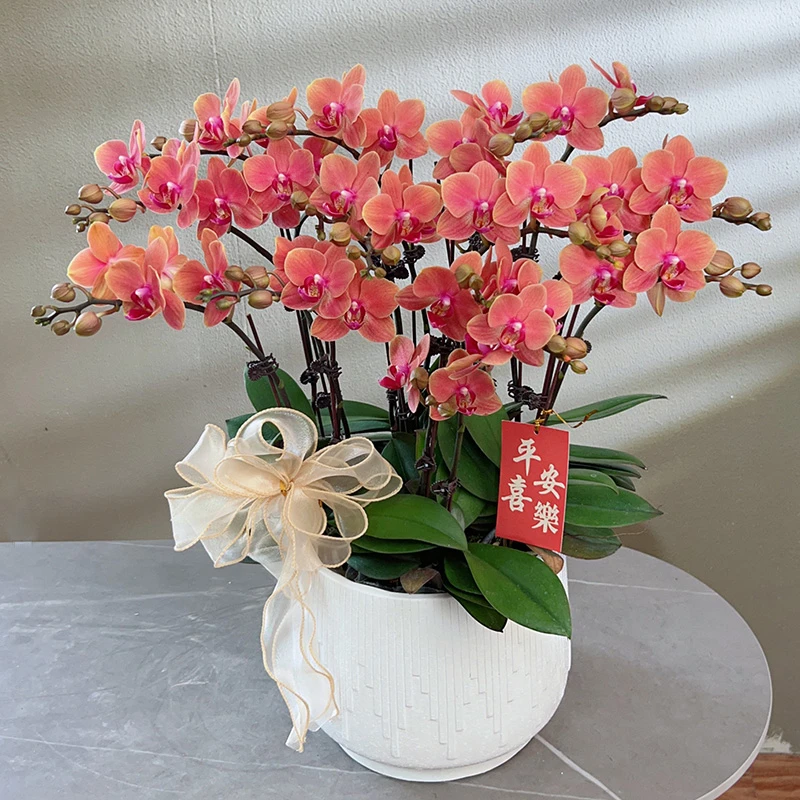 蝴蝶兰【橙美人】带花带盆组好送礼茶桌伴手礼客厅婚礼美化装饰