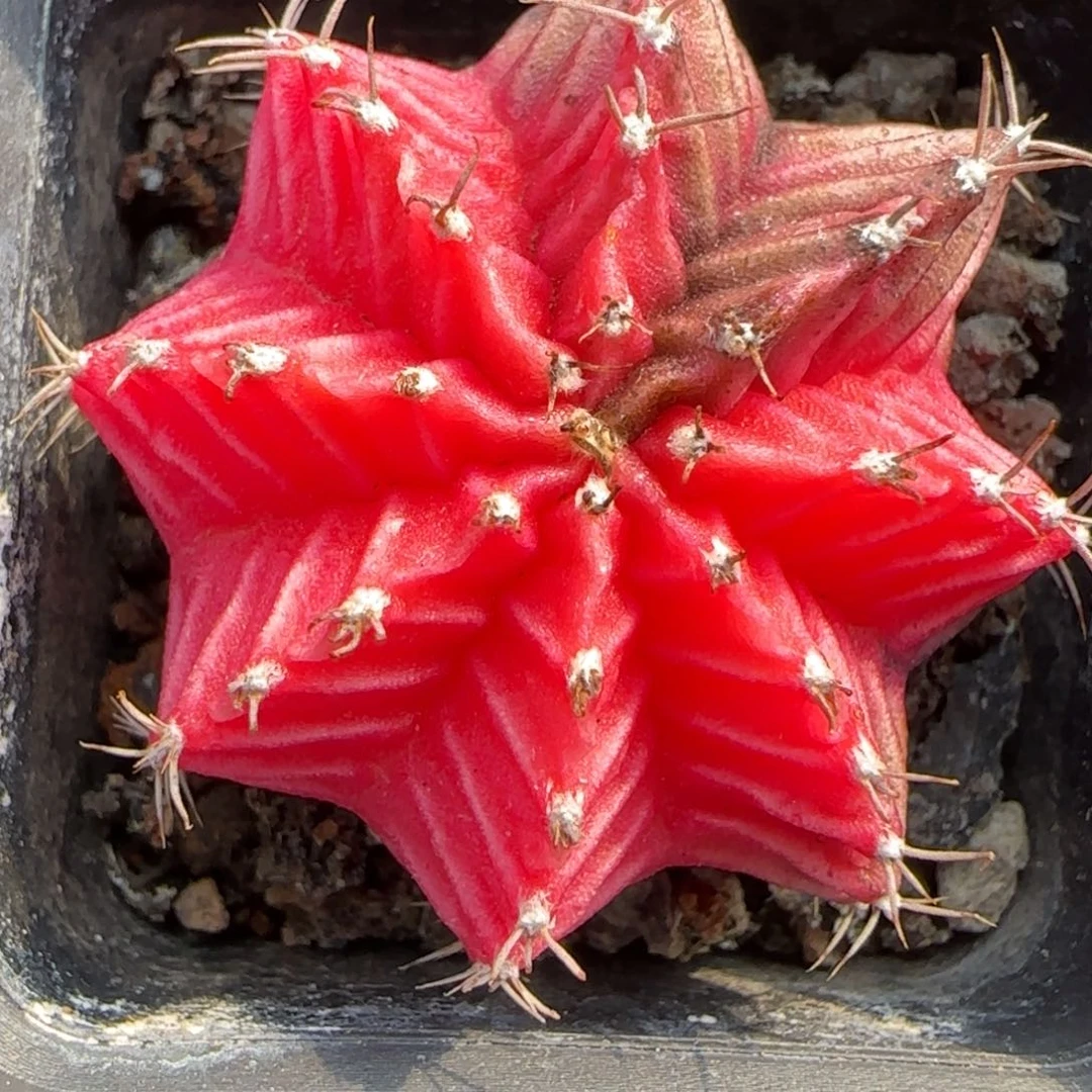 从前慢花园精选多肉肋骨牡丹