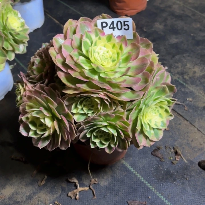 瑞妈，，。。。。405绿体，