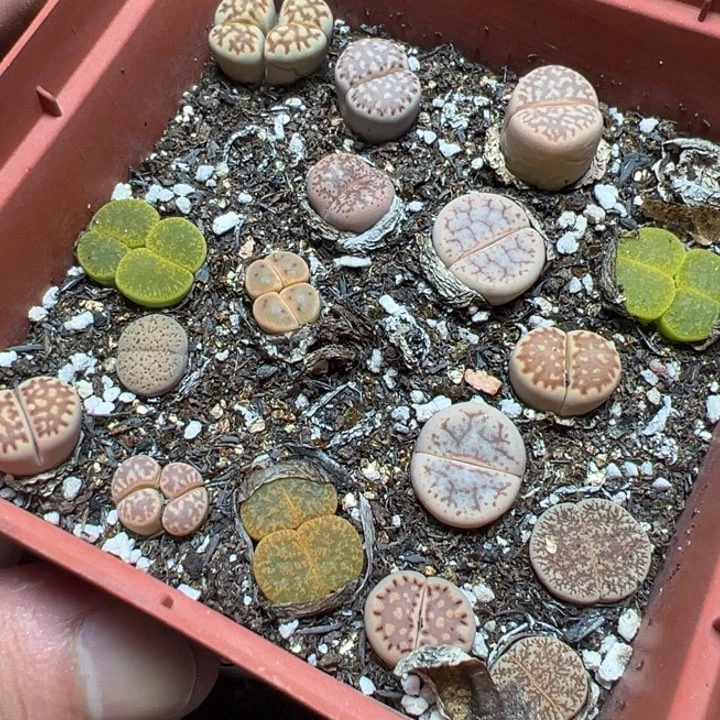 【闪购商品】 644。