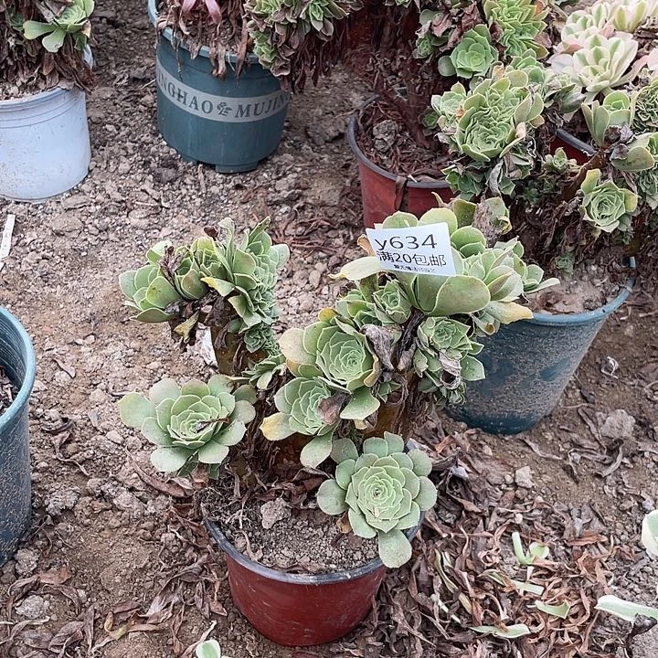 634绿羊绒缀化多肉法师多肉