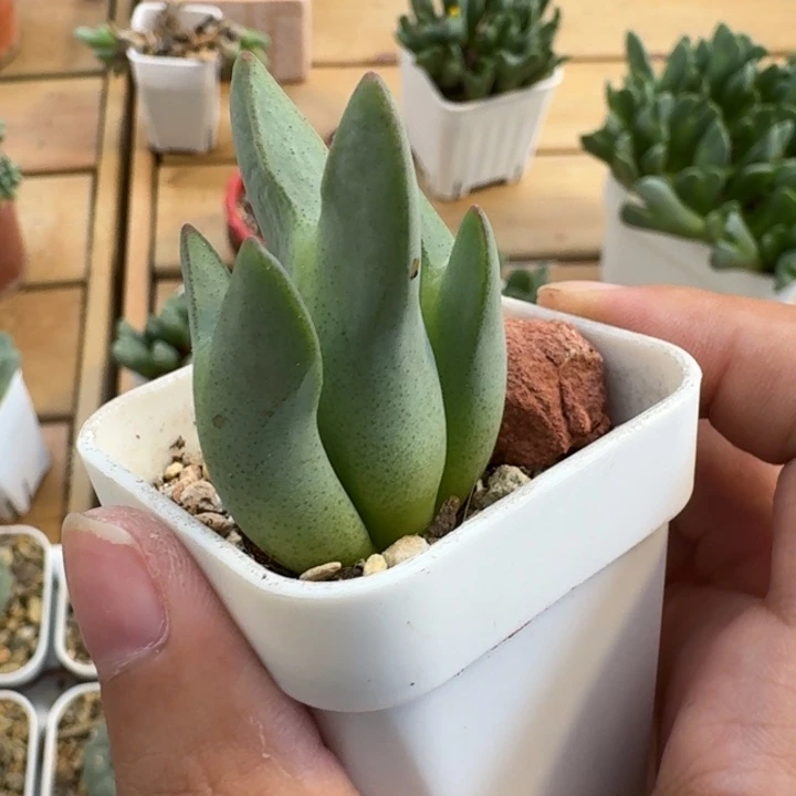 水***姐多肉.................