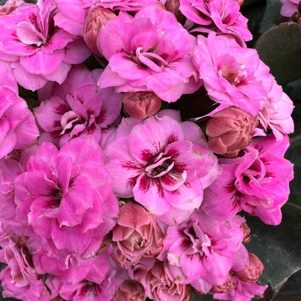 长寿花园～【惊鸿】猫眼130大盆