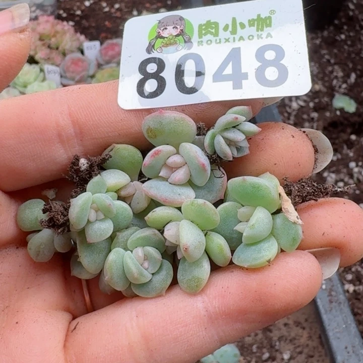 小****ღ多肉植物多肉植物