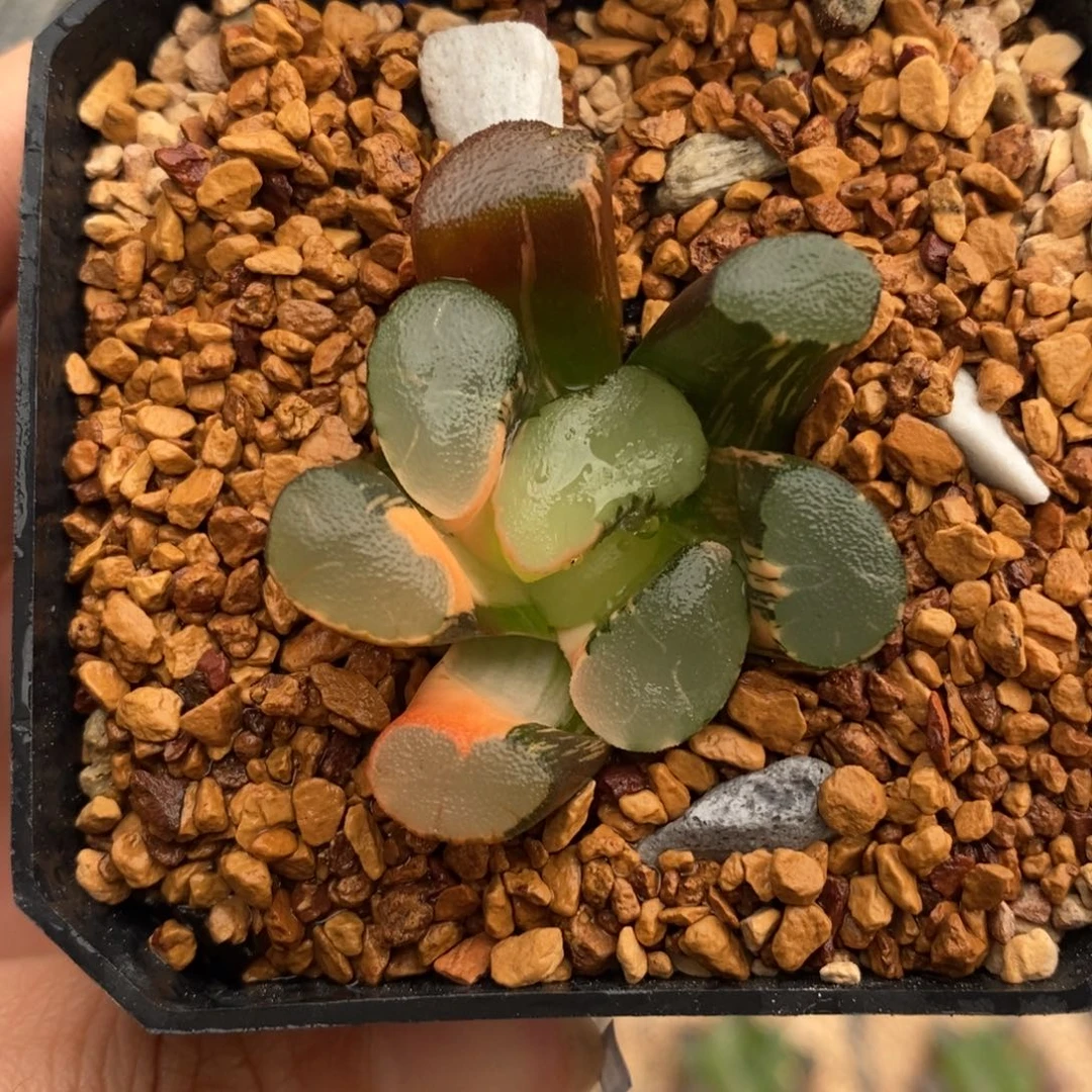 87号透镜万象锦带盆