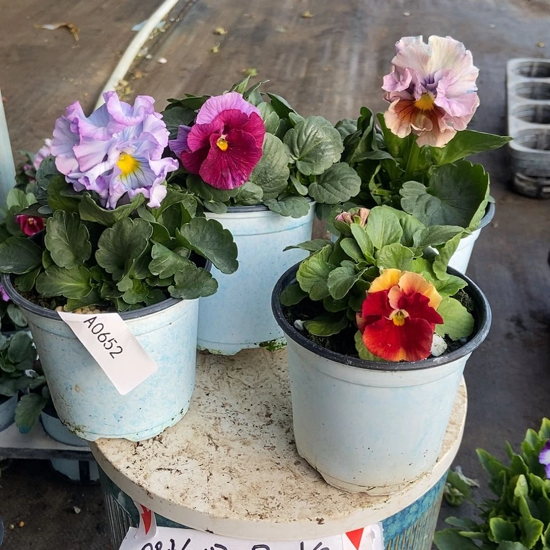 大部分花苞少量开放652