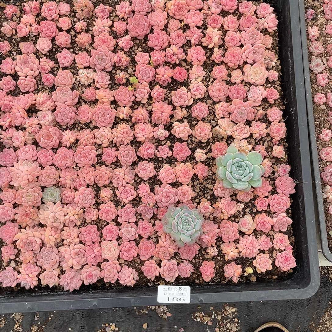 ****递云糖心多肉植物186