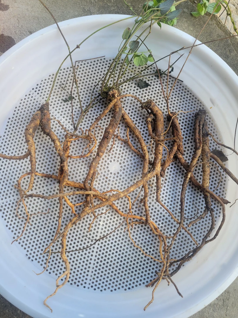 贵州野生党参（鲜货）保野 炖鸡煲汤泡酒