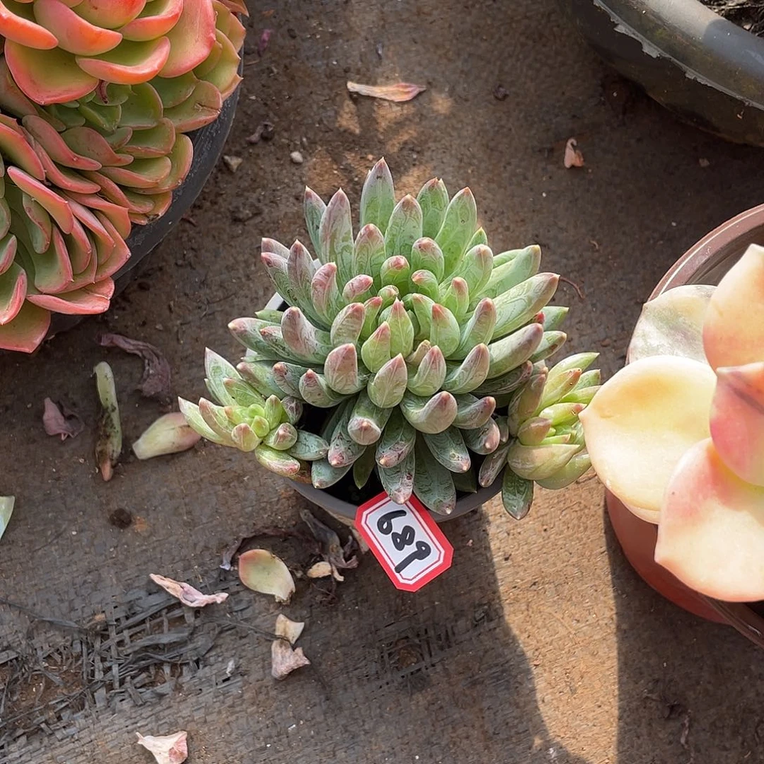 689炫彩星一物一拍多肉