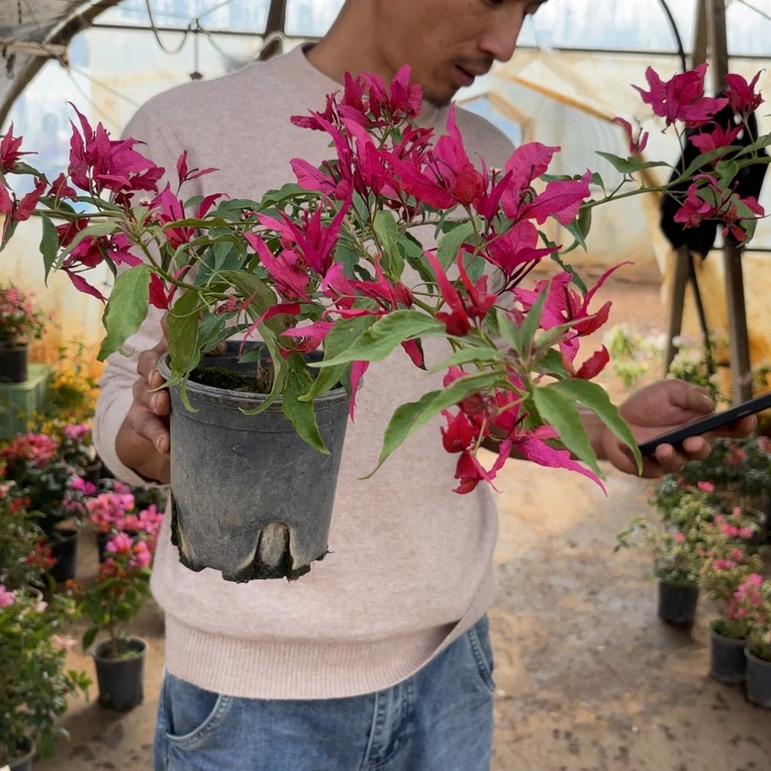 完全开放（红蝶）三角梅会落花落叶会光杆苗有大有小