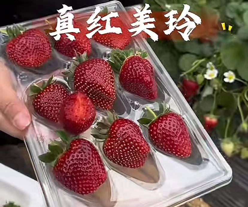 黑红色系列草莓苗对版露天现挖发盆栽地栽南方北方小咸菜的草莓苗