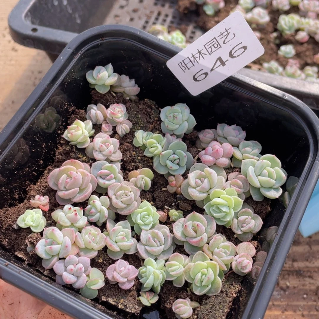多肉植物多肉植物646