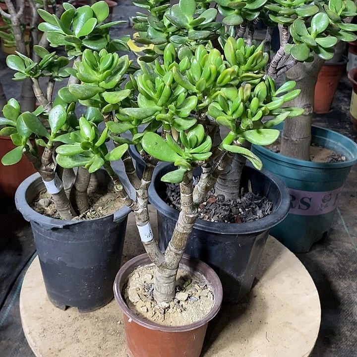 向*花22玉树组合一物一拍