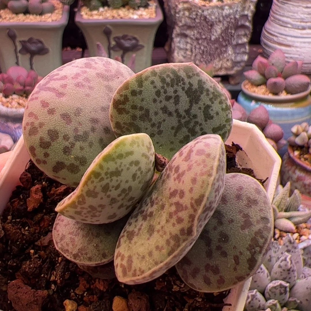 花蛋。