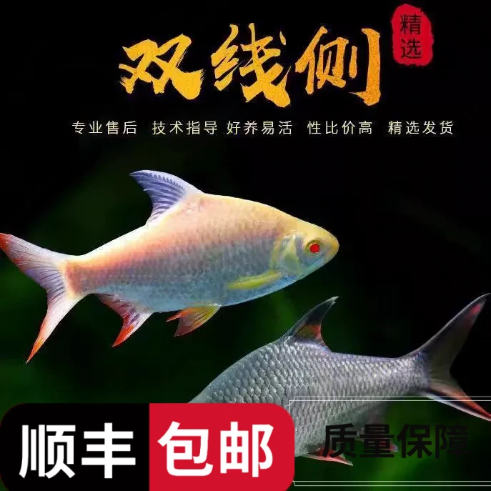 金凤银凤热带观赏鱼鲫双线侧鱼龙鱼配青竹鱼苗鱼