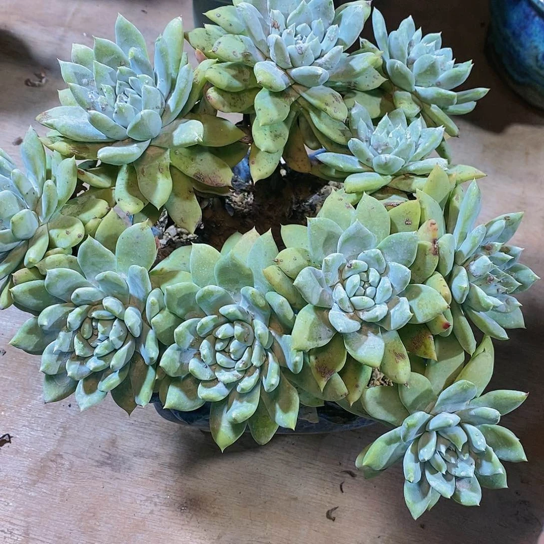 【闪购商品】找**o哈哈哈哈帕翠沙1310多肉