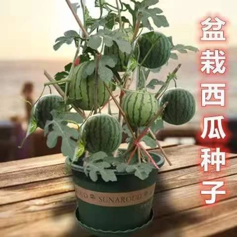 盆栽红心小西瓜种子薄皮少籽红瓤西瓜盆栽阳台水果种籽高产四季播