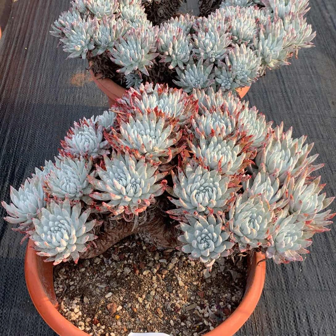 【*】黑户046多肉植物