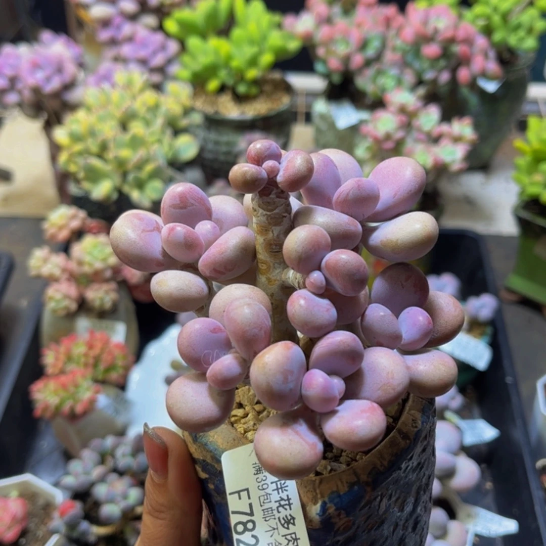 腰子桃蛋树782/9cm