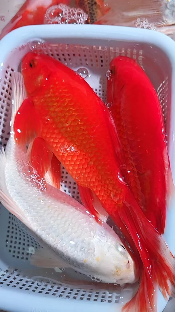 18-20cm 2红草1白  新手好养耐活 观赏鱼